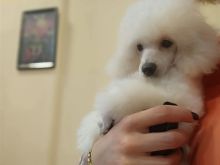 Top poodle puppies