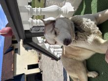 Husky siberian