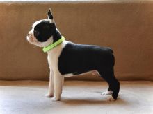 Boston terrier puppies