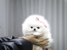 Pomeranez miniaturë