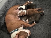 Këlyshë Boston Terrier