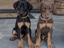 Qen Doberman.
