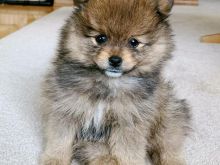 Këlyshë Pomeranian me Pushka