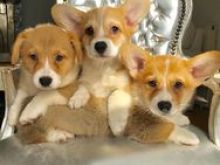 Welsh Pembroke Corgi 