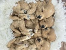 Këlyshët maltipoo të mrekullueshëm F1