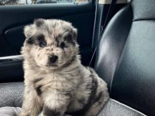 Këlyshë të mrekullueshëm Chow Chow