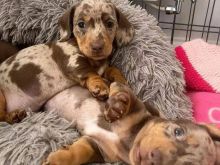 Dachshund miniaturë të adhurueshëm