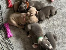 Këlyshë të bukur bulldogu anglez, GATI TANI