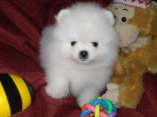 Pomeranez WhatsApp +16063318962