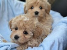 Këlyshët Maltipoo në WhatsApp +16063318962
