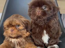 Shih Tzu
