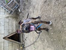 Shitet klyshi pitbull
