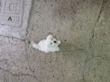 Qenë  shtpie