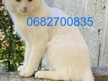 Shitet macok Turkish Angora