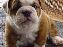 Këlyshë bulldogësh anglezë