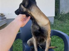 Belg malinois