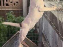 Jack Russel terrier