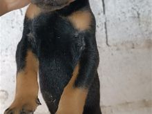 Doberman
