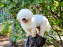 Bichon Frise