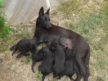 Klysh Belgian Malinois