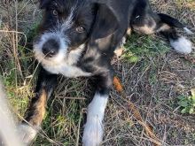 Jepet qeni per adoptim