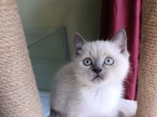British Shorthair