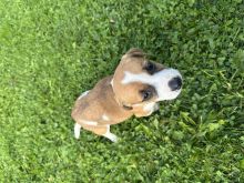 Jack russell terrier