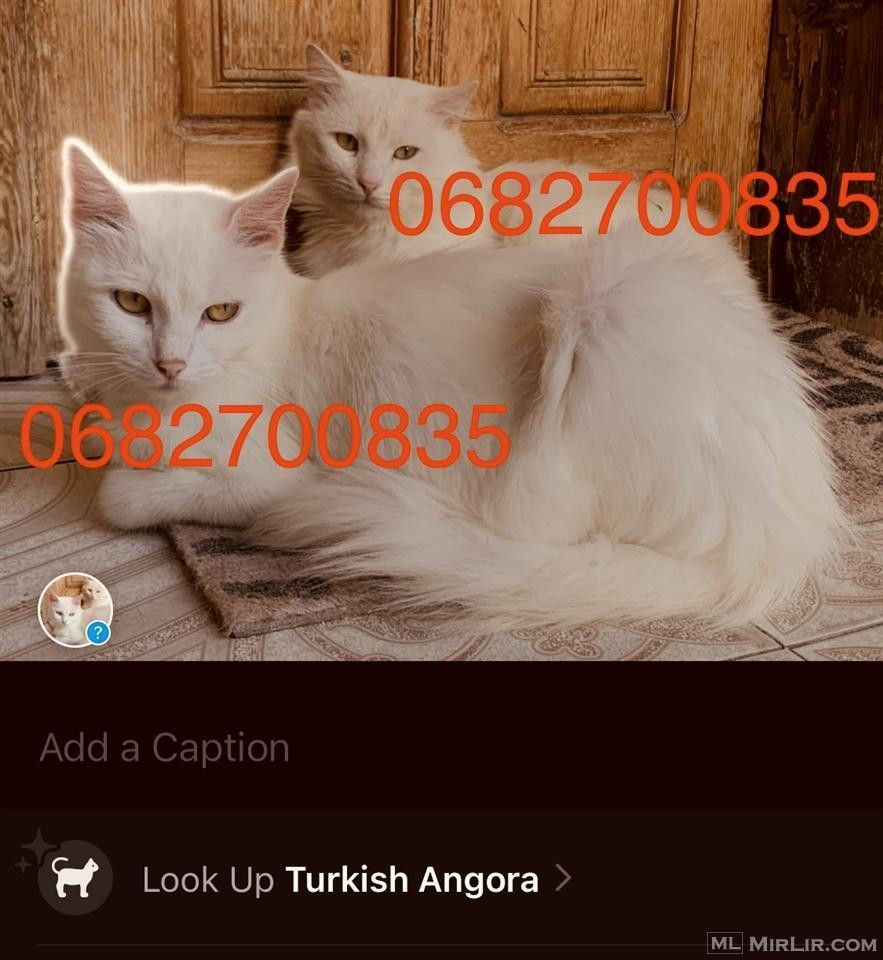 Shitet Çift Turkish Angora