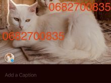 Shitet Çift Turkish Angora