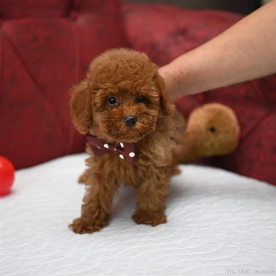 Toy Poodle