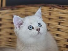 BritishShorthair SilverPoint 2 muajsh Femer