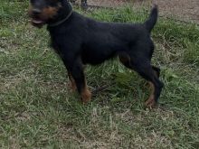 Terrier