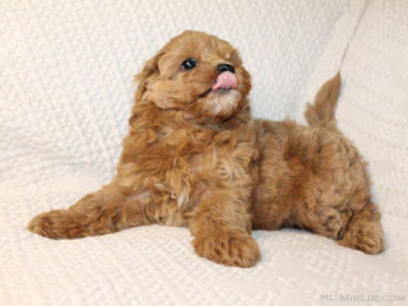 Këlyshët Maltipoo për ristrehim