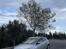Ford fokus titanium