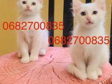 Shiten kotele Turkish Angora