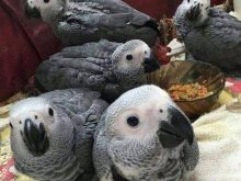 kemi papagaj Macaw dhe papagaj gri afrikanë