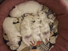 Kelyshe maltipoo 250€