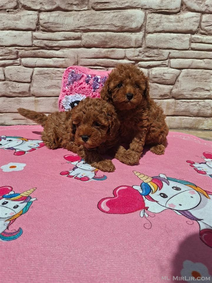 Toy Poodle