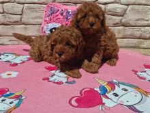 Toy Poodle