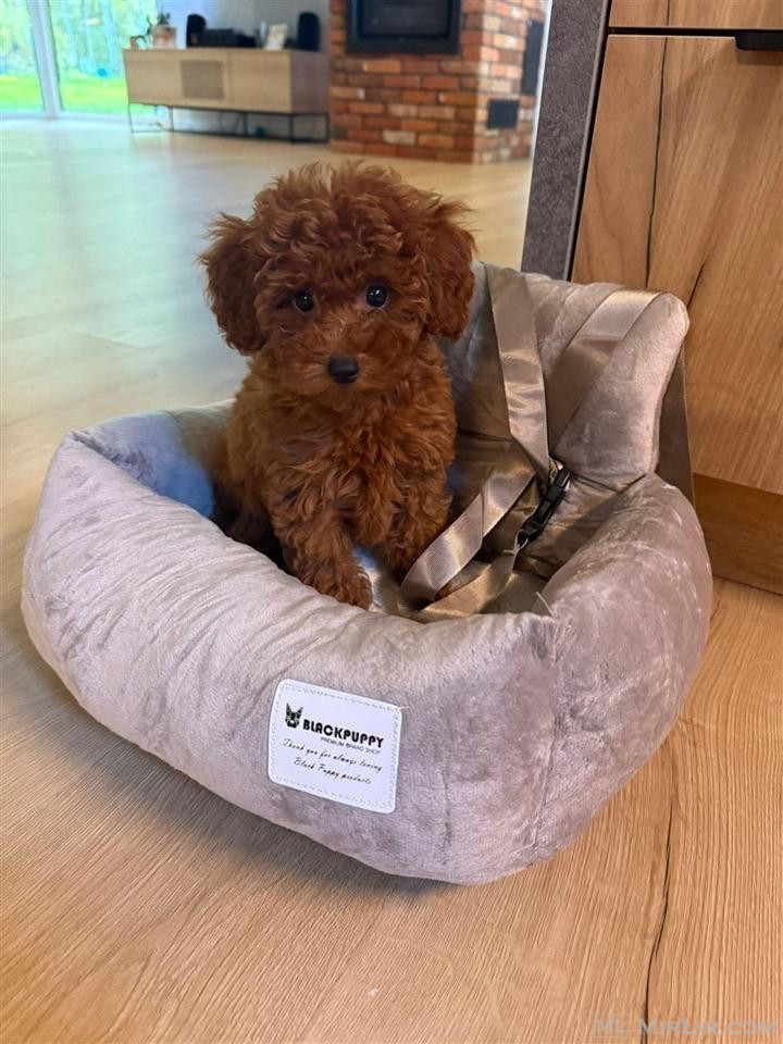 Toy Poodle