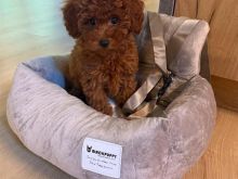 Toy Poodle