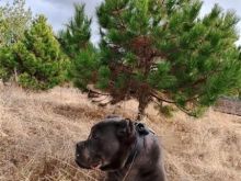 Cane Corso