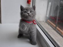 British shortair kittens available