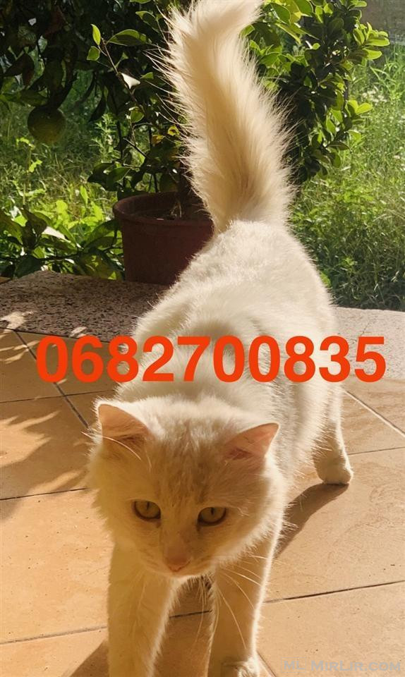 Shitet macok Turkish Angora