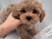 Këlyshët Maltipoo