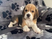 Qenusha BEAGLE në dispozicion,