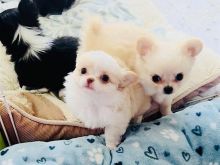 këlyshë chihuahua për ri-strehim