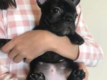 Qenush të racës Bulldog Francez në shitje.
