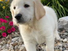 Qenush të racës Golden Retriever