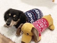 Dachshund puppies for sale